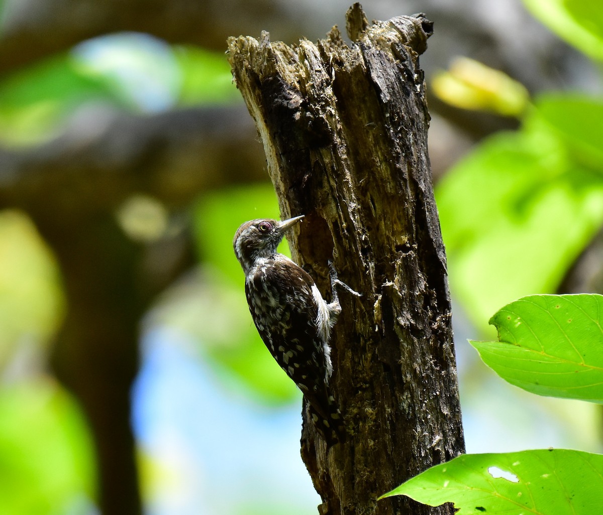 Brown-capped Pygmy Woodpecker - ML566722481