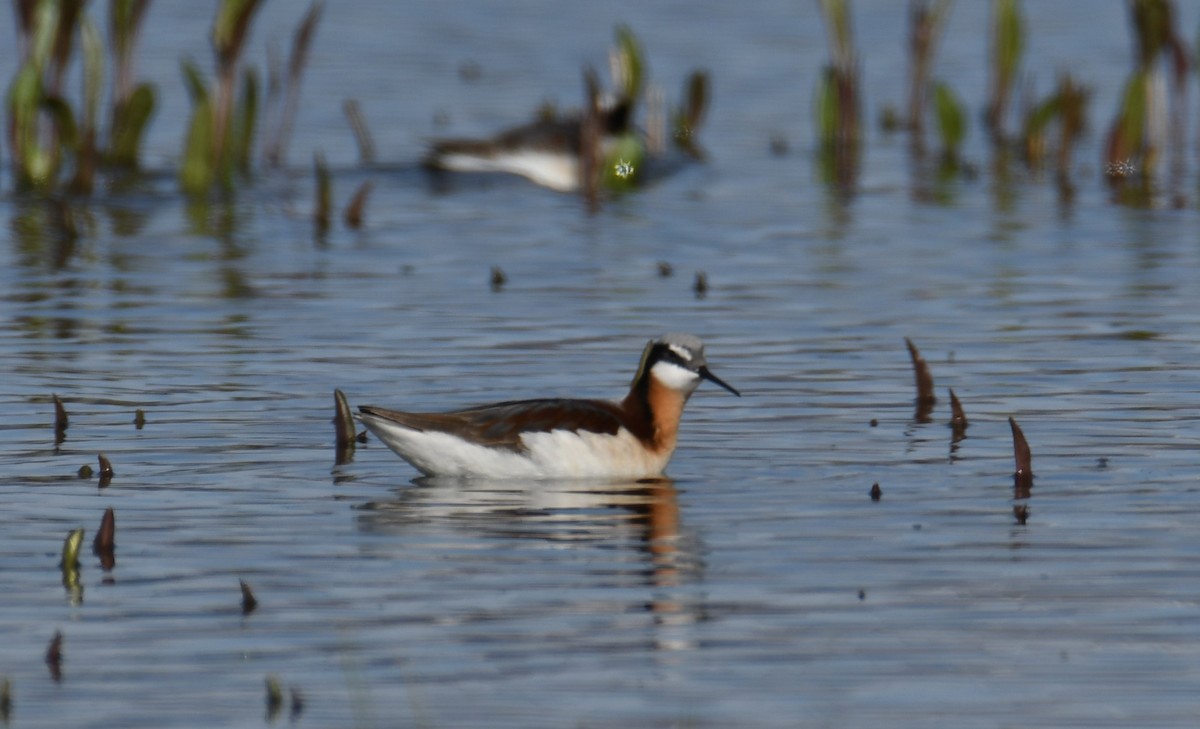 Wilson's Phalarope - ML566722961