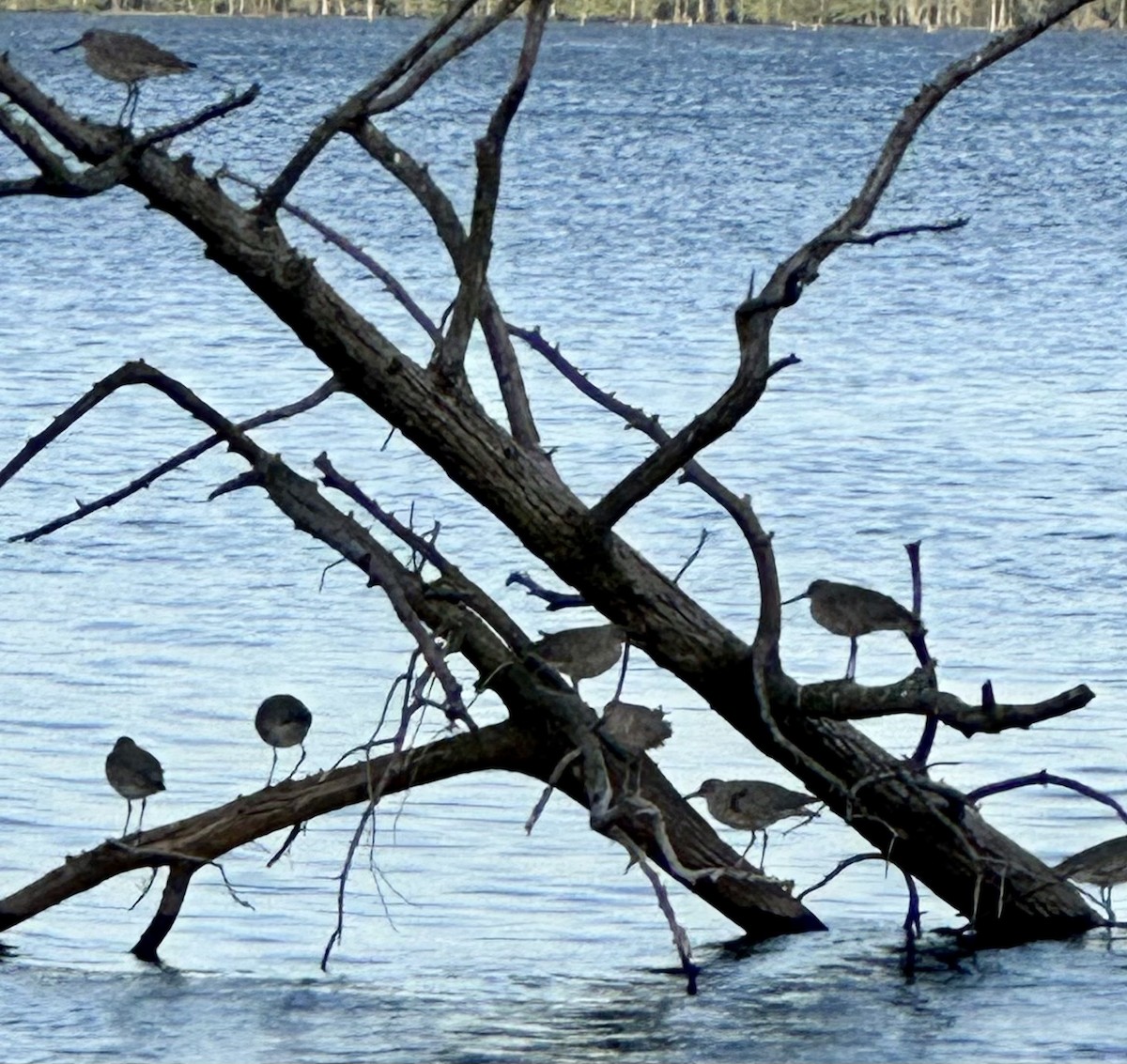 Willet (Western) - ML566723211