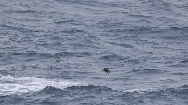 Pomarine Jaeger - ML566723291