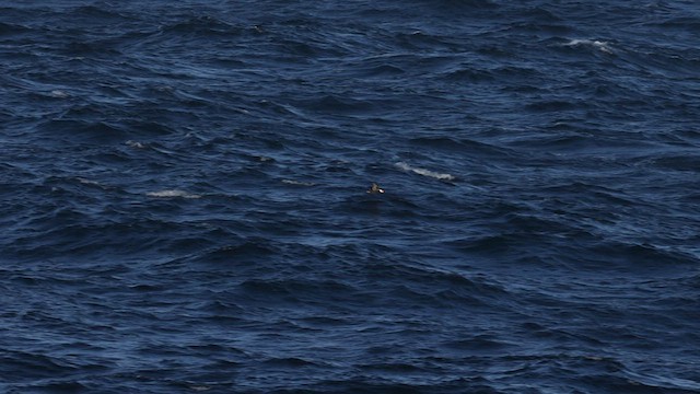 Tufted Puffin - ML566724391