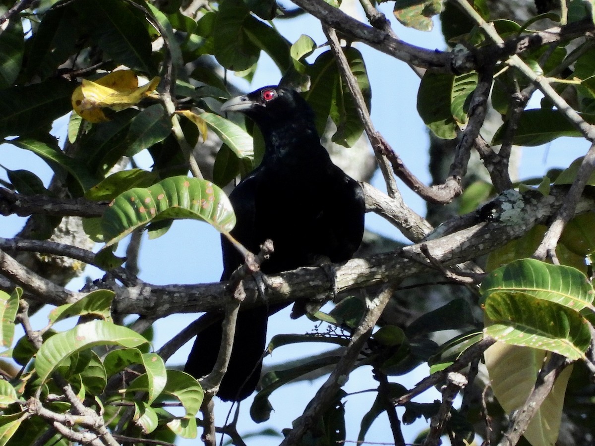 Asian Koel - ML566724761