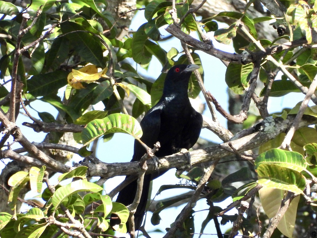 Asian Koel - ML566724781