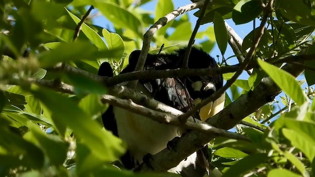 orienthornfugl - ML566724811