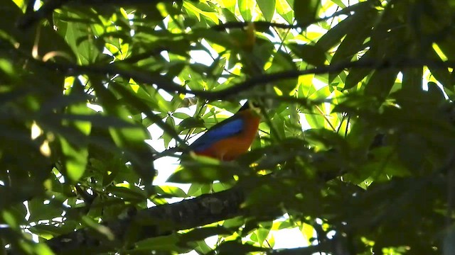 Blue-winged Pitta - ML566724871