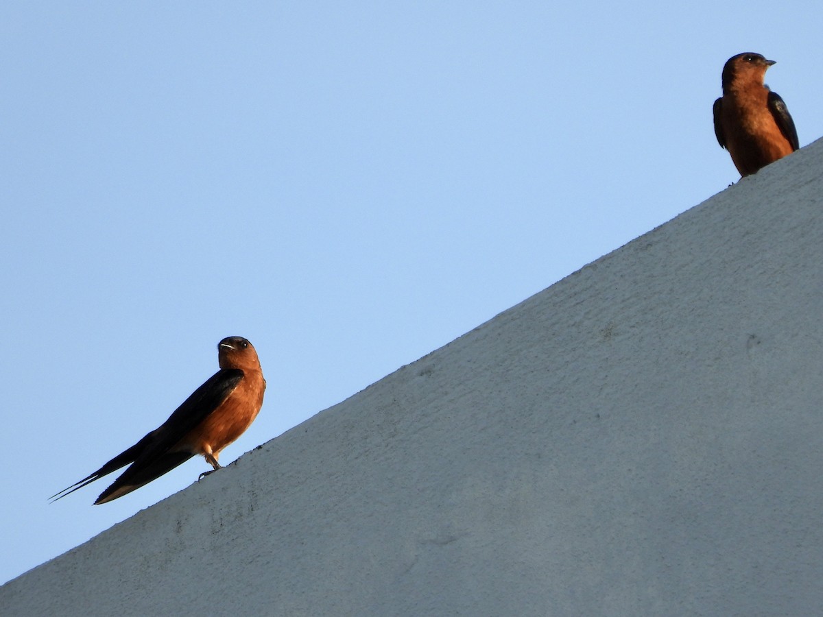 Rufous-bellied Swallow - ML566724941