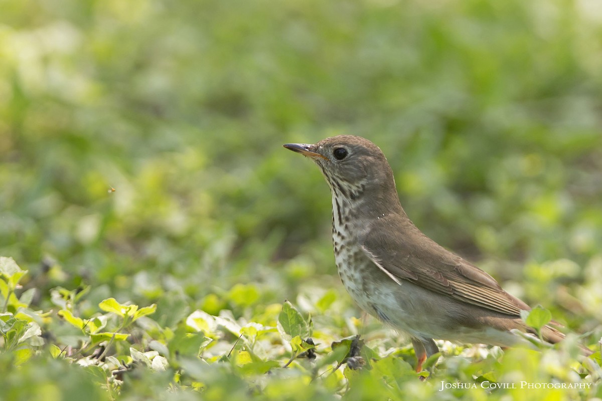 Gray-cheeked Thrush - ML56672501