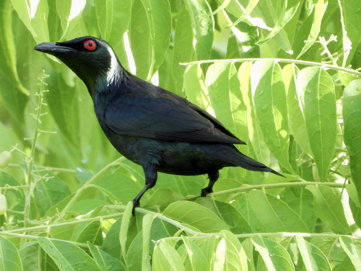 Asian Glossy Starling - ML566725071