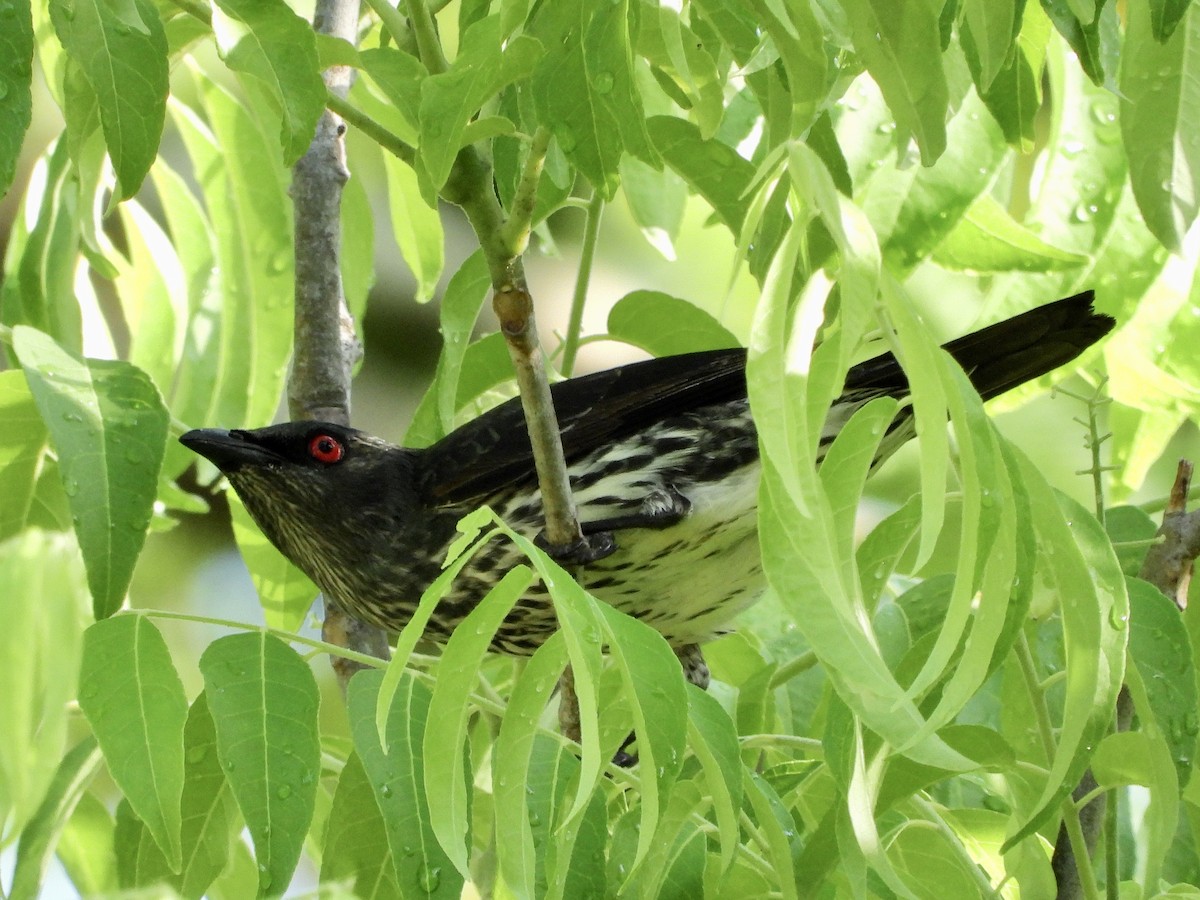 Asian Glossy Starling - ML566725091