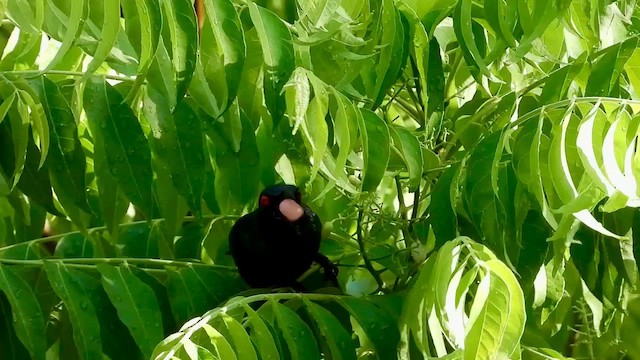 Asian Glossy Starling - ML566725101