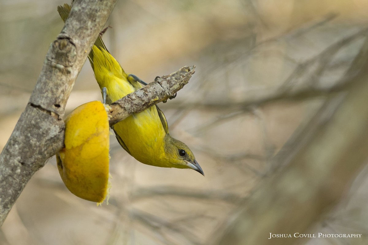 Orchard Oriole - Joshua Covill