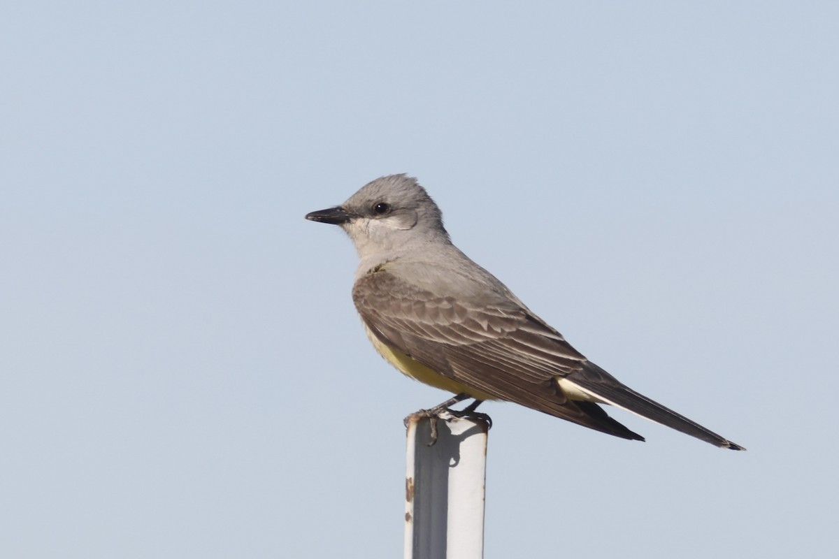 Western Kingbird - ML566725671