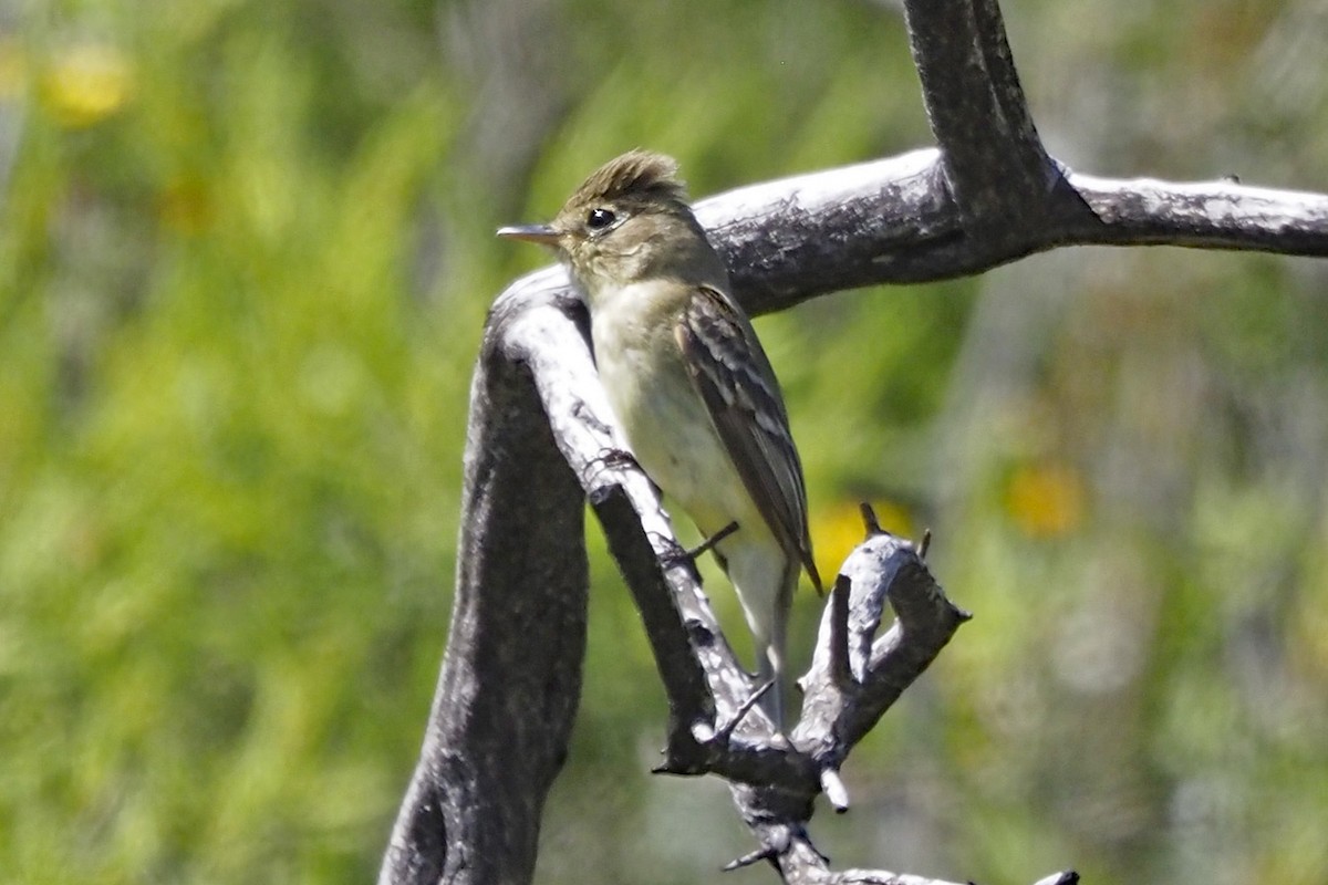 Western Flycatcher (Pacific-slope) - ML566725971