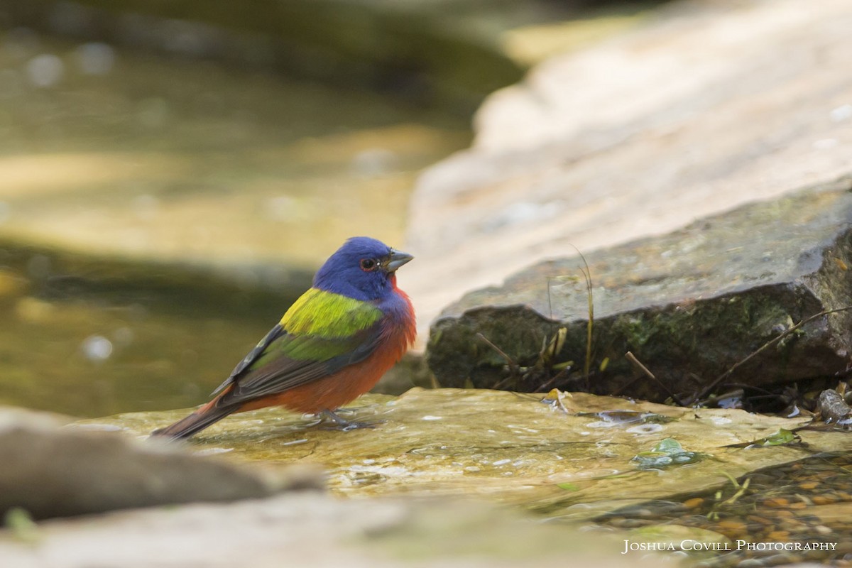 Painted Bunting - Joshua Covill