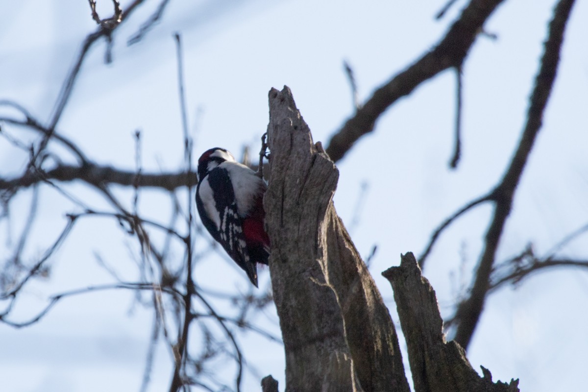 Great Spotted Woodpecker - ML566726261