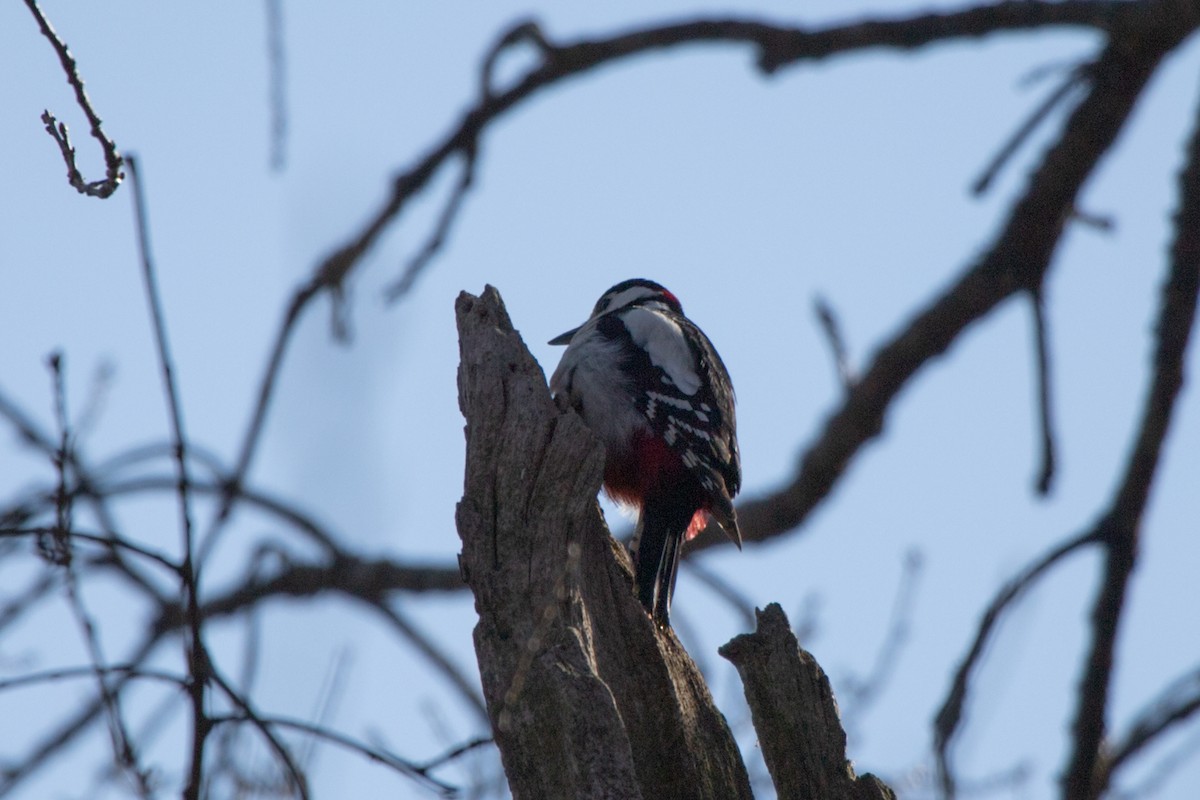 Great Spotted Woodpecker - Marina Koroleva