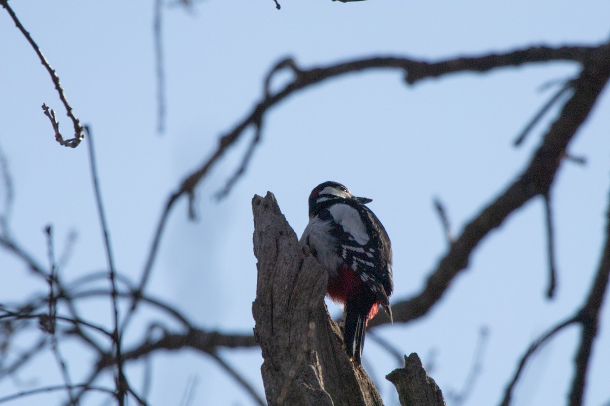 Great Spotted Woodpecker - ML566726281