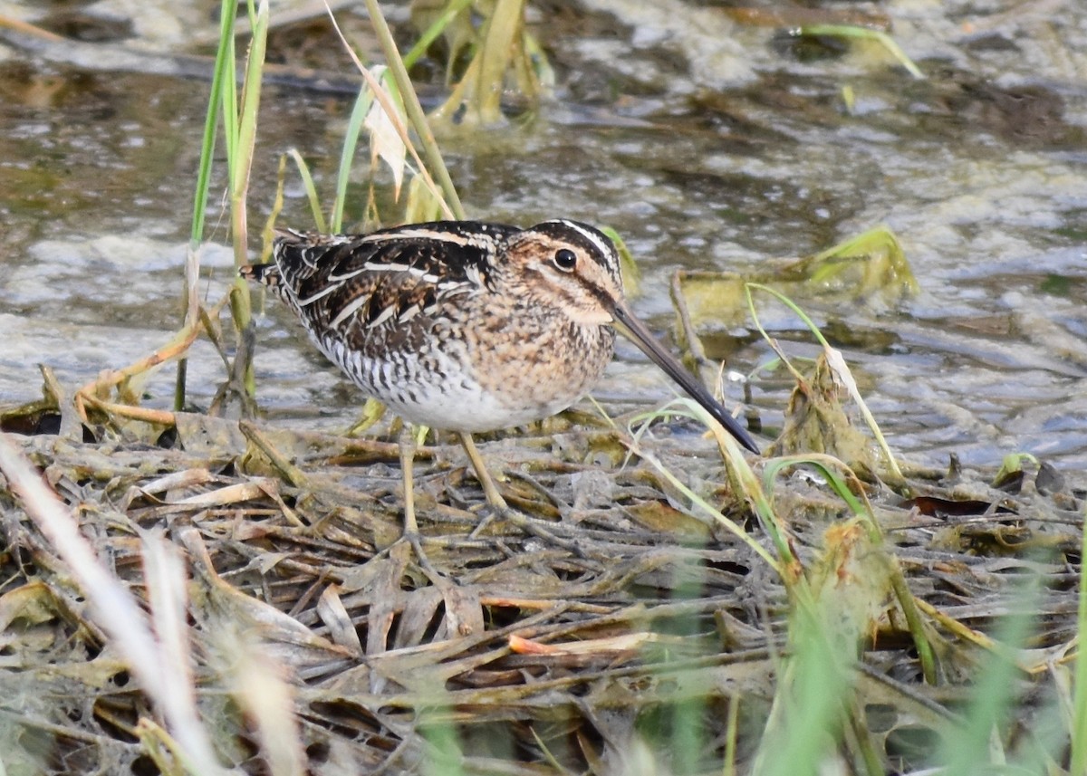 Wilson's Snipe - ML566726551