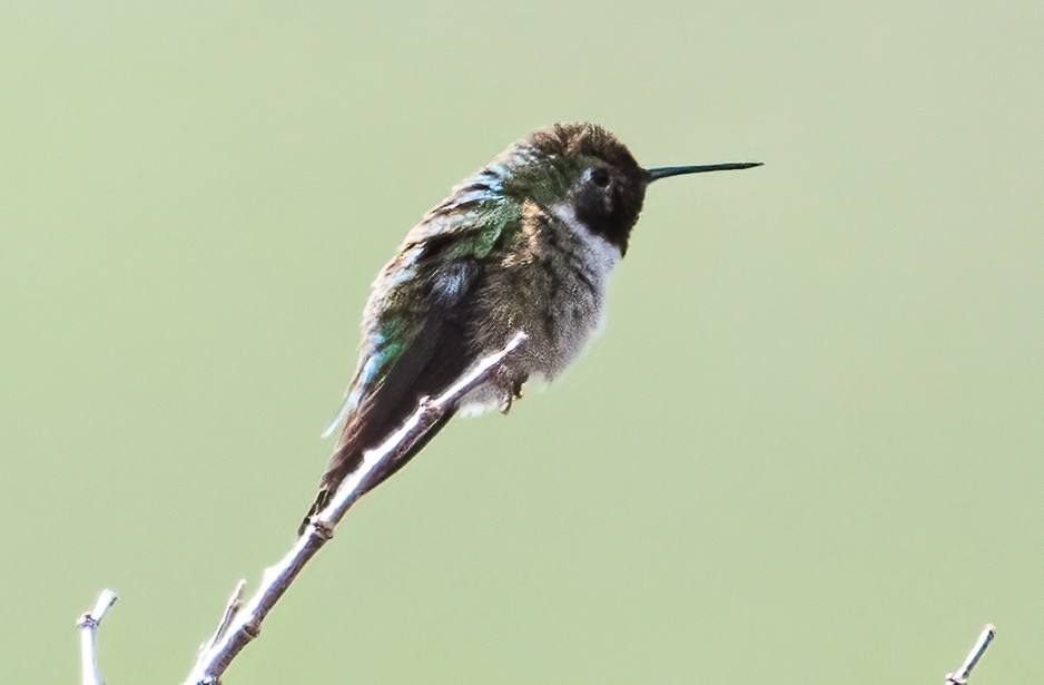 Colibrí Coliancho - ML566726911