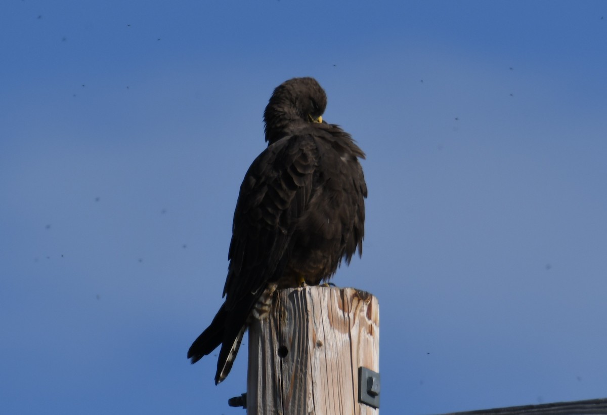 Swainson's Hawk - ML566726951