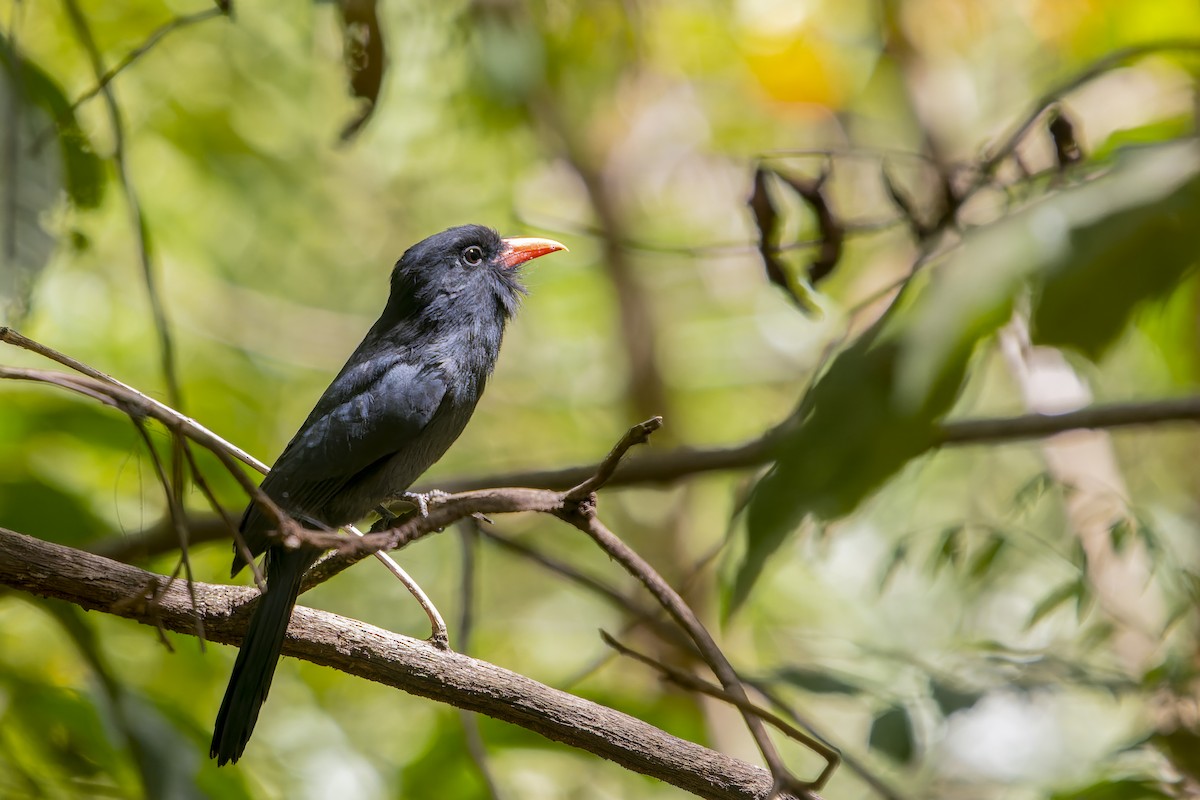 Black-fronted Nunbird - ML566727001