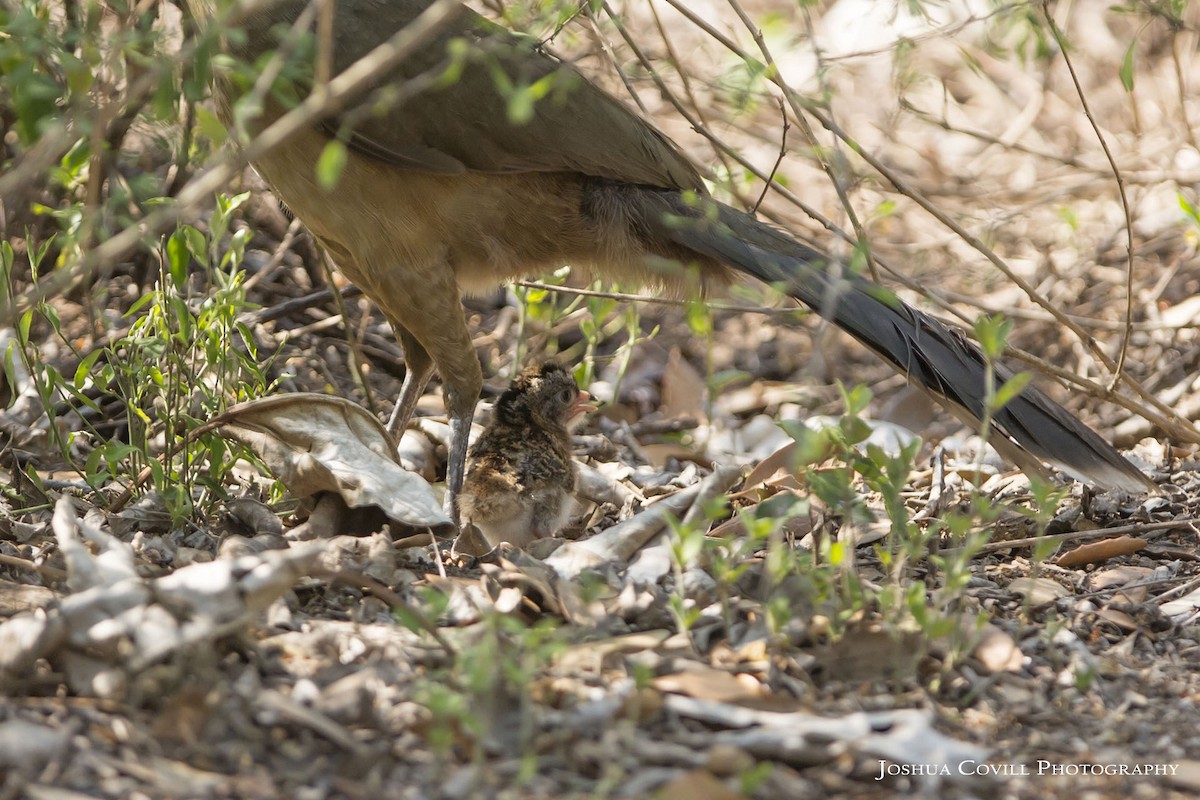 Chachalaca Norteña - ML56672811