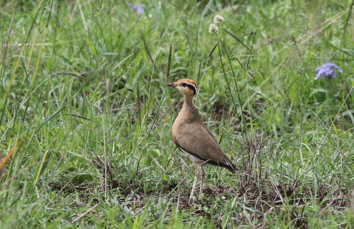 Temminck's Courser - ML566728311