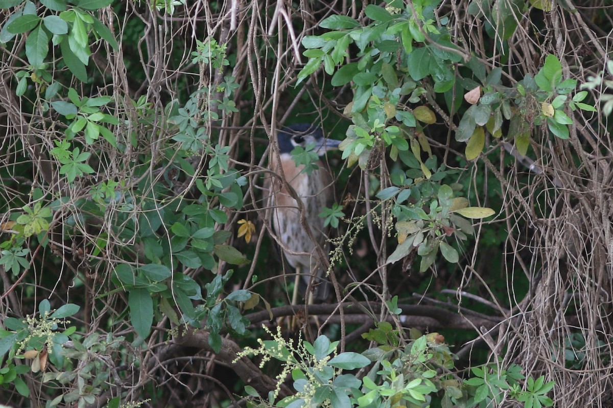 White-backed Night Heron - ML566728471