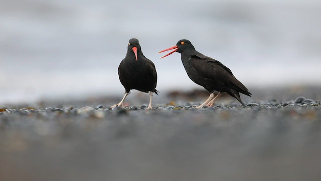 Black Oystercatcher - ML566728481