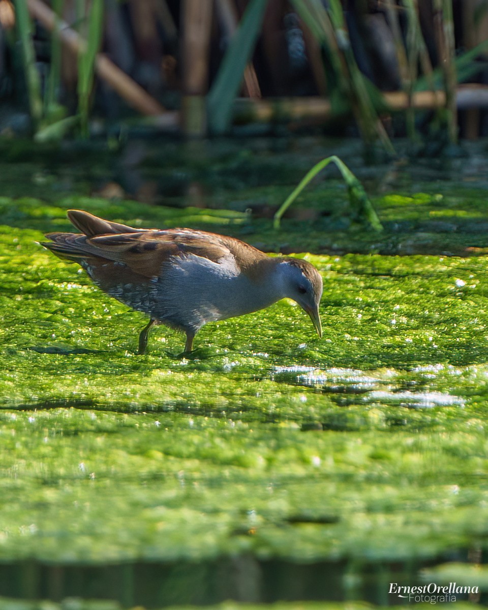 Little Crake - ML566728511