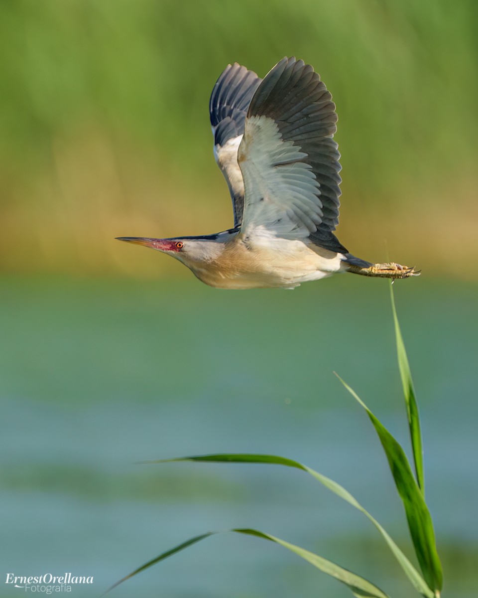 Little Bittern - ML566728541
