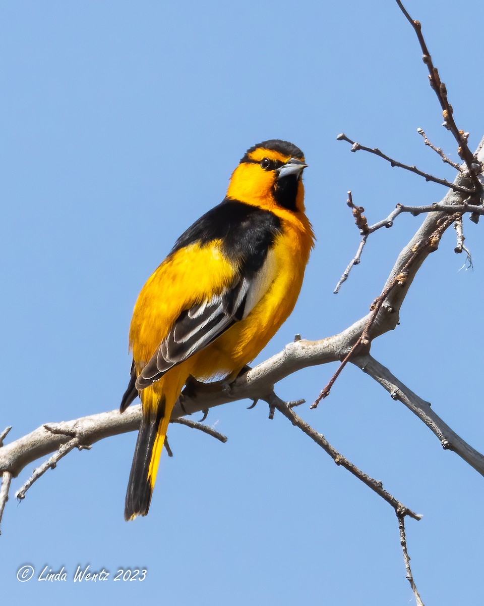 Bullock's Oriole - ML566728781