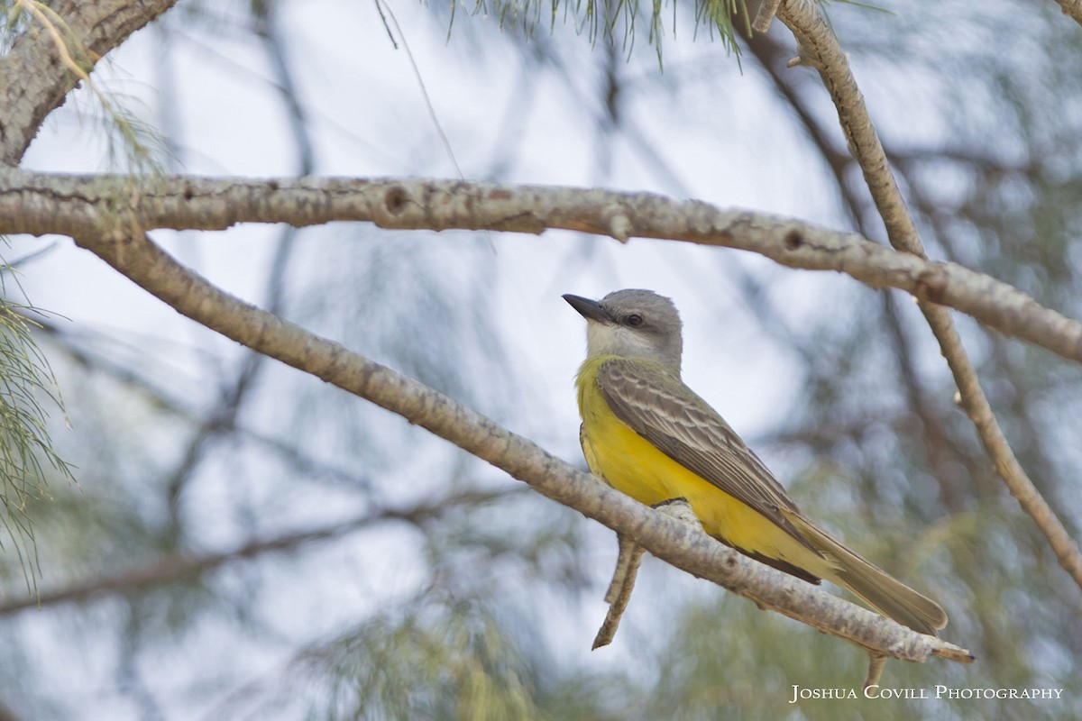 Couch's Kingbird - ML56672891