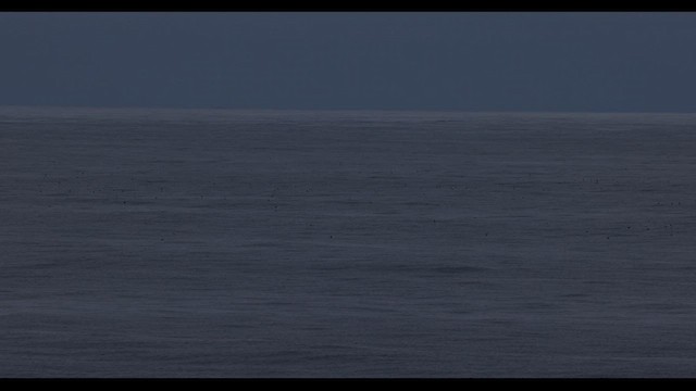 אווז לבן-מצח (מערבי) - ML566728911