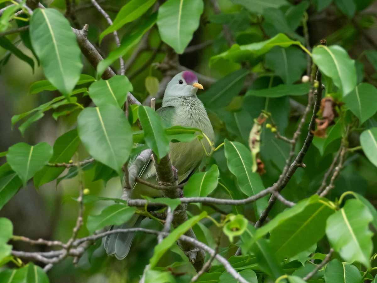 Makatea Fruit-Dove - ML566729421