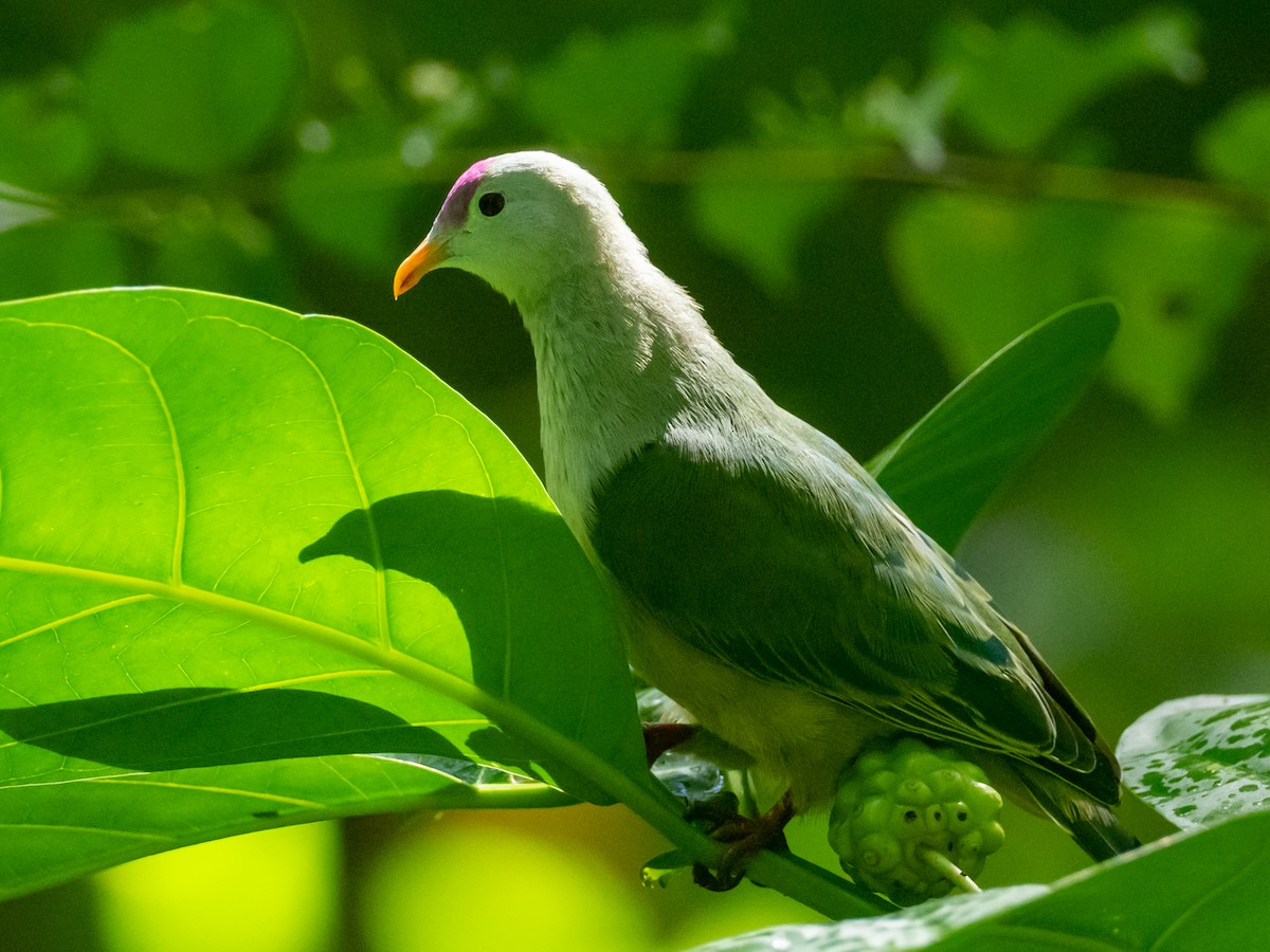 Makatea Fruit-Dove - ML566729431