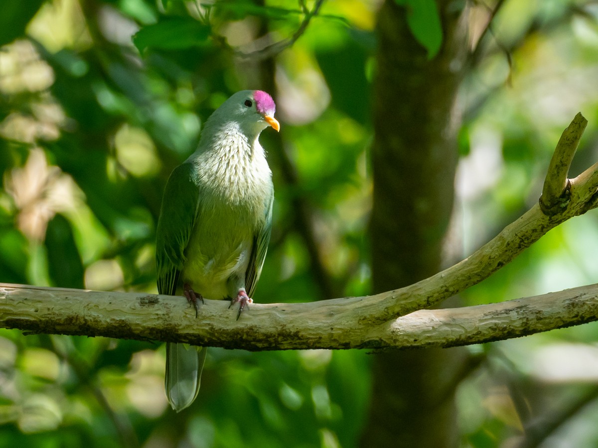 Makatea Fruit-Dove - ML566729441