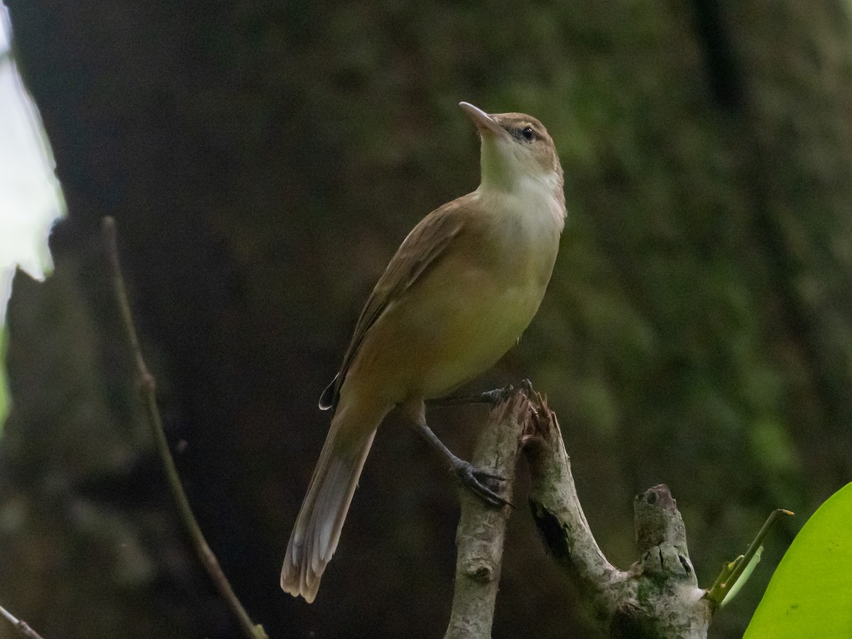 Tuamotu Reed Warbler - ML566729591