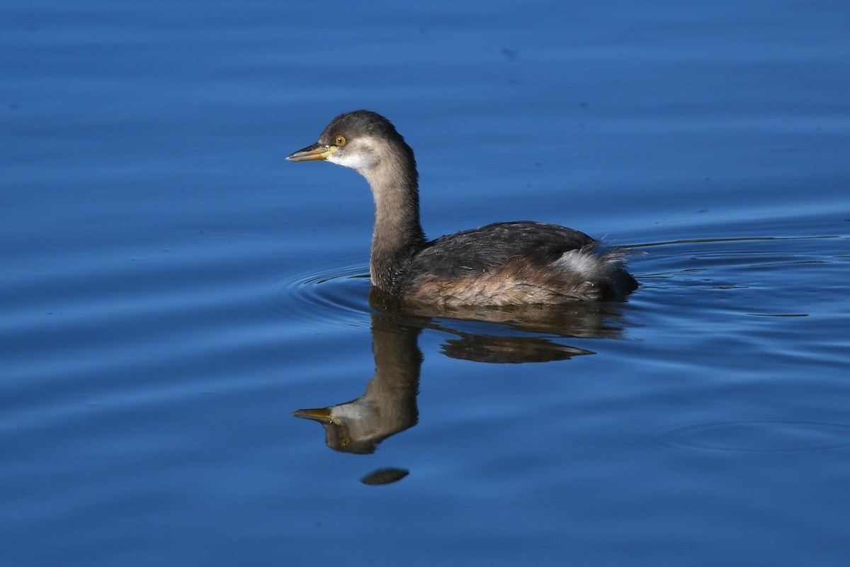 Australasian Grebe - ML566729921