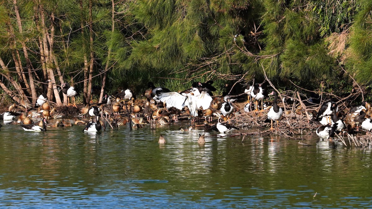 Royal Spoonbill - ML566730181