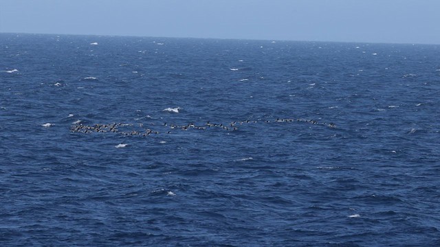 אווז לבן-מצח (מערבי) - ML566730351