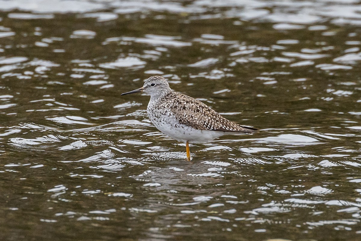 Lesser Yellowlegs - ML566730501