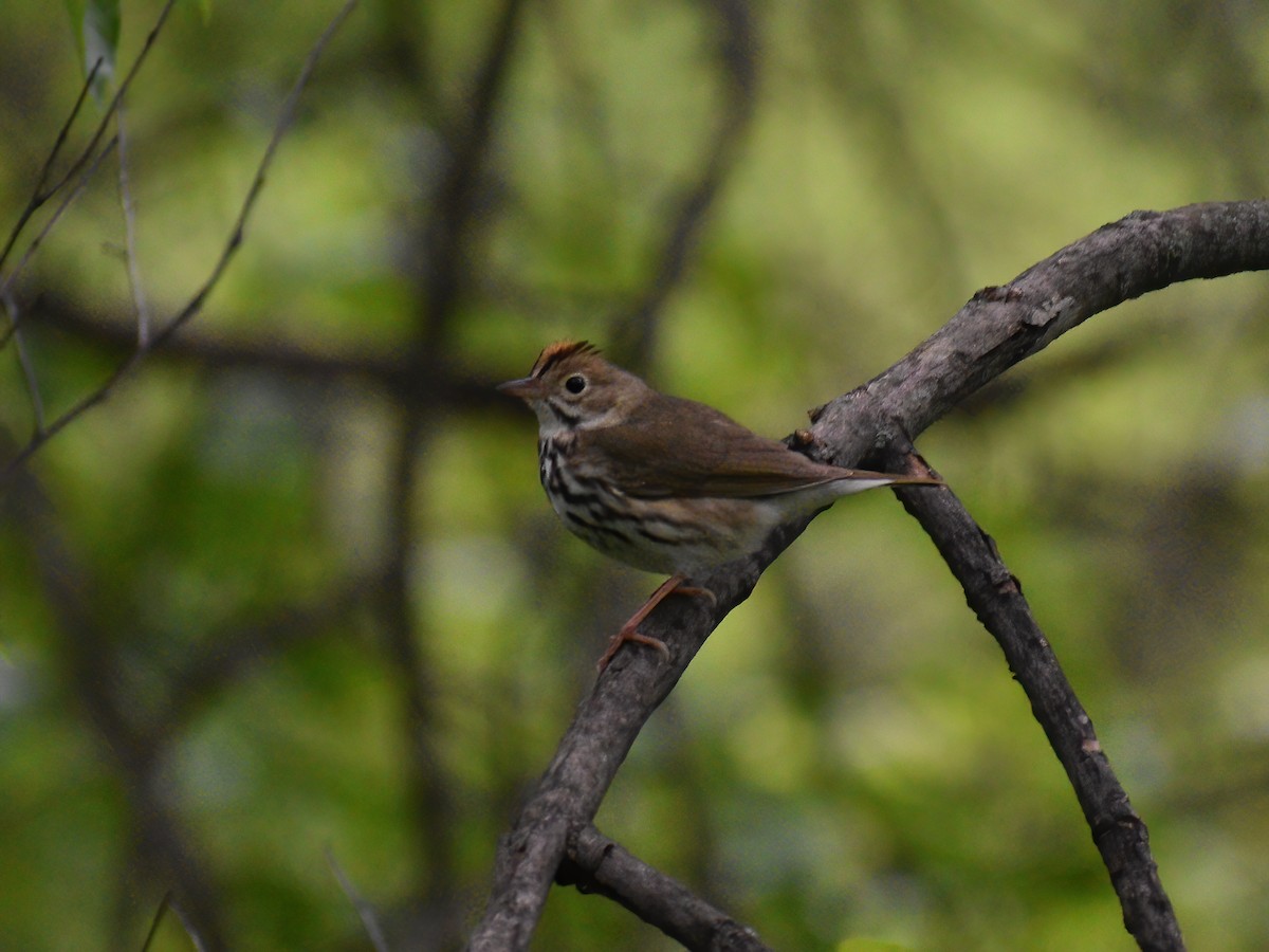 Ovenbird - Patrick McGill