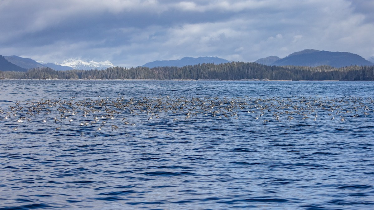 Red-necked Phalarope - ML566731231