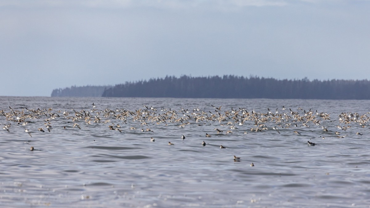 Phalarope à bec étroit - ML566731261