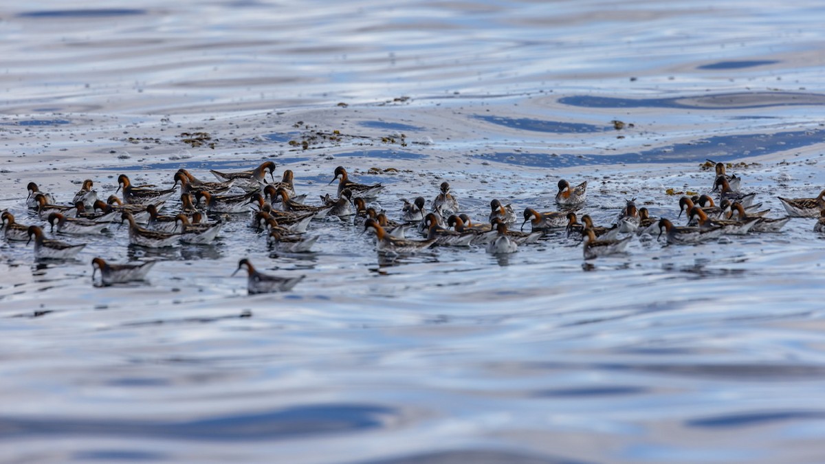 Phalarope à bec étroit - ML566731331