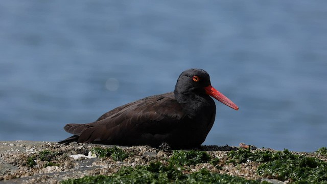 Black Oystercatcher - ML566732181