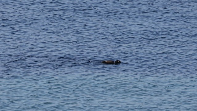 Harlequin Duck - ML566732431