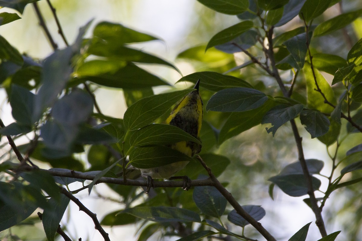 Setophaga sp. - Richard Brittain