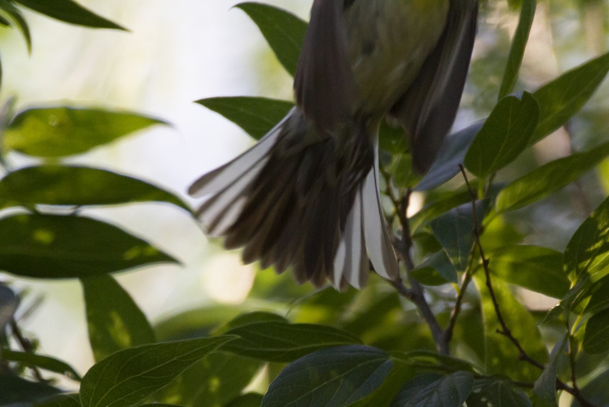 Reinita sp. (Setophaga sp.) - ML566733281